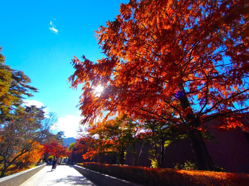 DSC 1533 1024x768 - 月の石もみじ公園・埼玉県立自然の博物館【埼玉県】