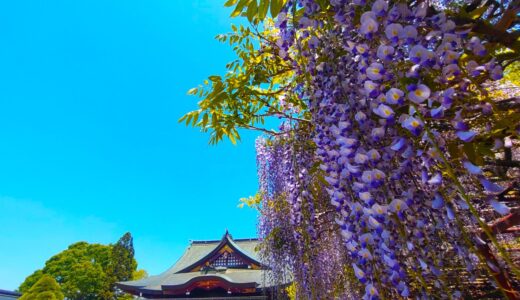 DSC 1559 520x300 - 神社一覧