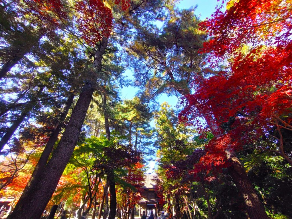 DSC 1578 1024x768 - Heirin-ji Temple [Saitama]