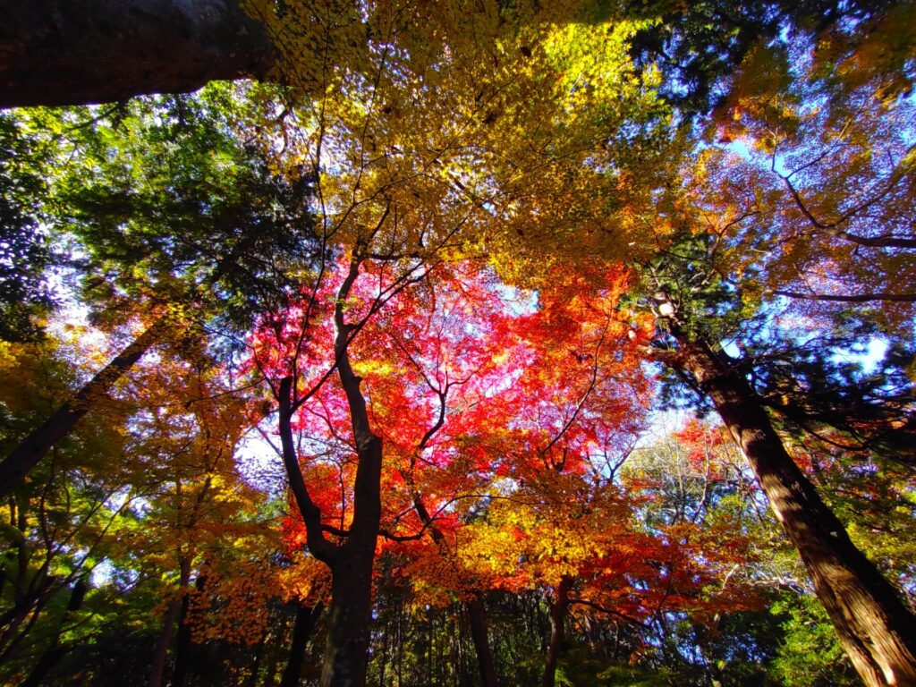 DSC 1594 1024x768 - Heirin-ji Temple [Saitama]