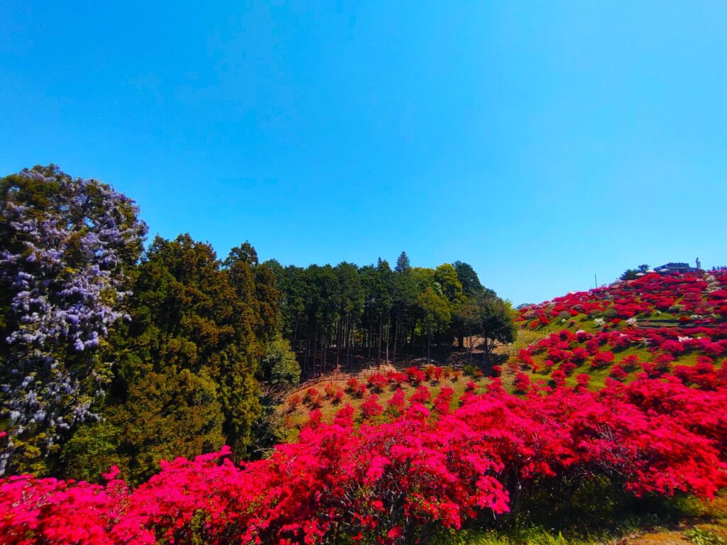 正福寺と笹間つつじ公園【茨城県】 DSC 1604 1024x768 - 正福寺と笹間つつじ公園【茨城県】