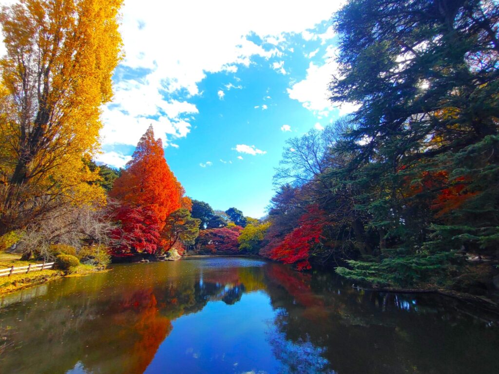 DSC 1742 1024x768 - Shinjuku Gyoen [Tokyo]