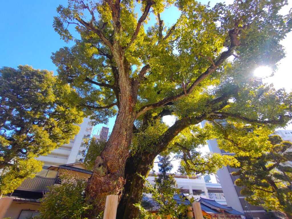 DSC 1894 1024x768 - Kamata Hachiman Shrine [Tokyo]