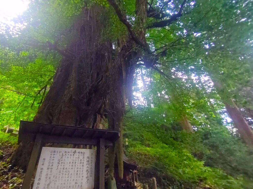DSC 2135 1024x767 - 由豆佐売神社【山形県】