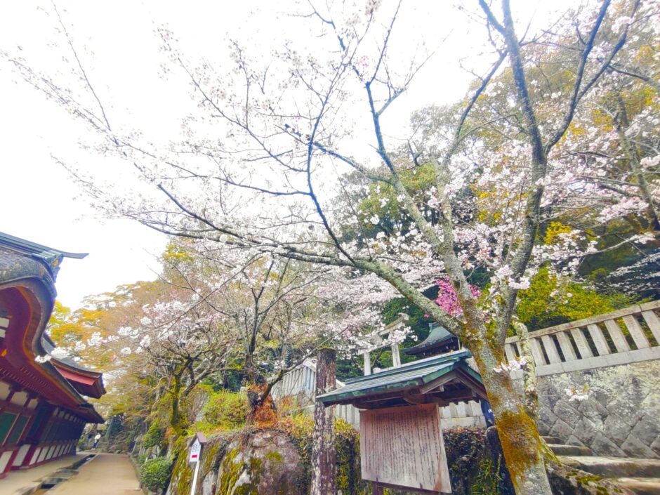 Dazaifu Tenmangu Shrine [Fukuoka] | Kanata's Japan Shrine Guide