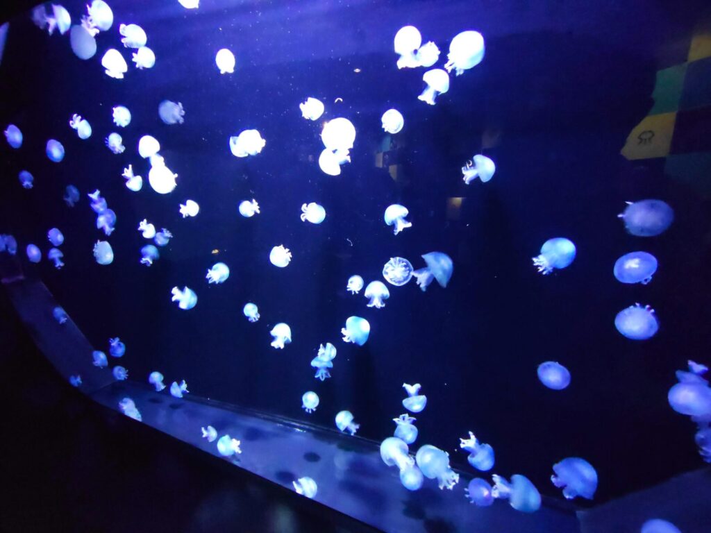 DSC 2268 1024x768 - 鶴岡市立加茂水族館【山形県】