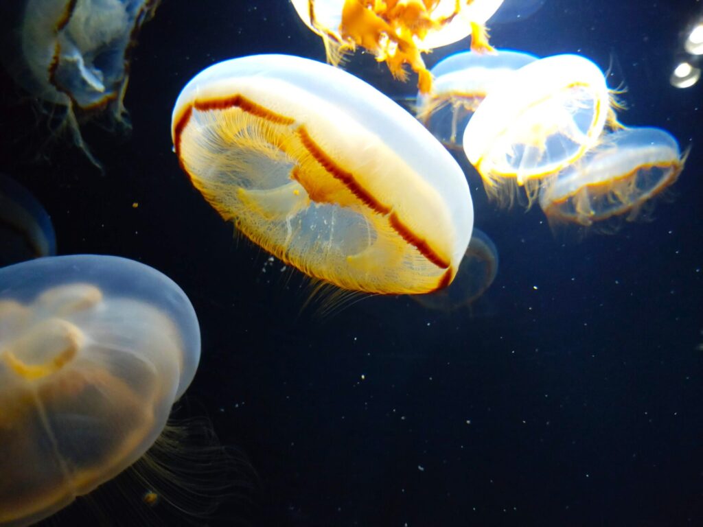 DSC 2279 1024x768 - 鶴岡市立加茂水族館【山形県】