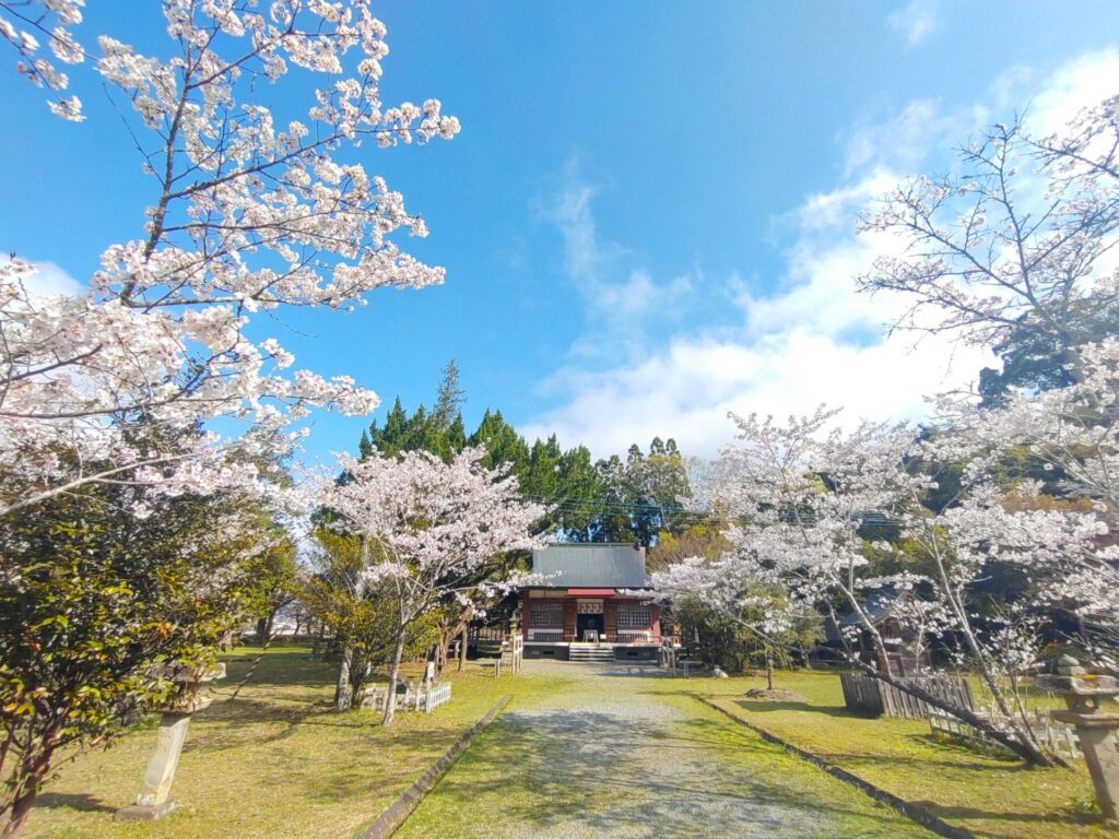 DSC 2437 1024x768 - 混在していない 桜が美しい神社(西日本)