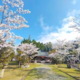 DSC 2437 160x160 - 混在していない 桜が美しい神社(西日本)