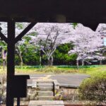 DSC 2507 150x150 - 混在していない 桜が美しい神社(西日本)