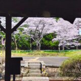 DSC 2507 160x160 - Not mixed Shrines with beautiful cherry blossoms (Western Japan)