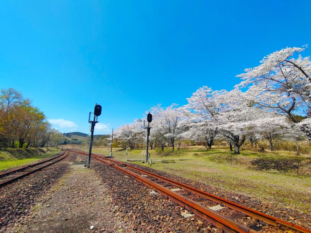 DSC 2529 1024x768 - 混在していない 桜が美しい神社(西日本)