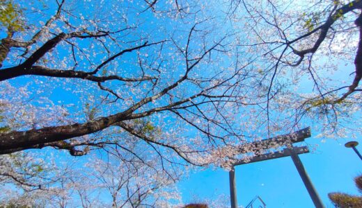 混在していない 桜が美しい神社(西日本)