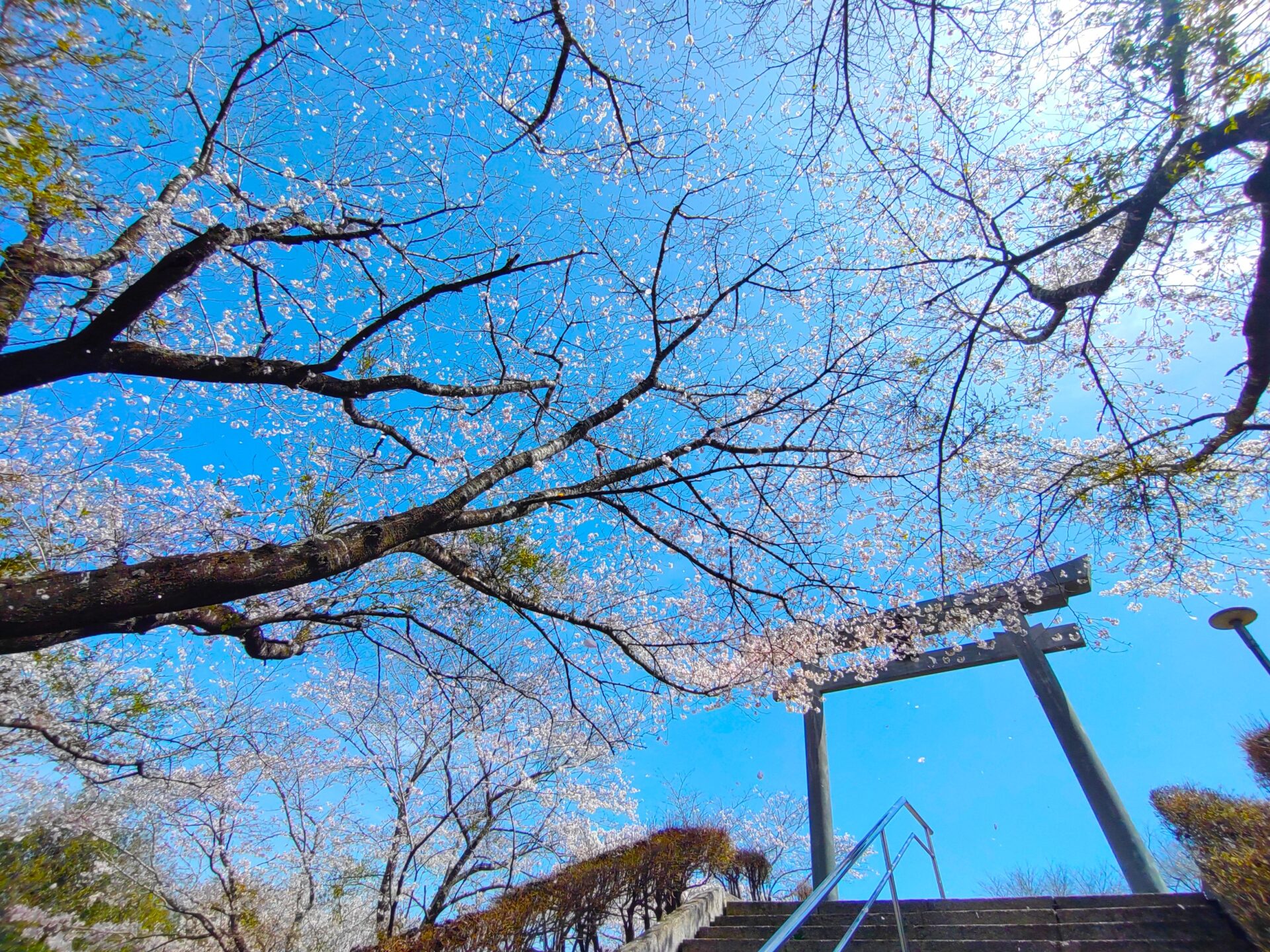 not-mixed-shrines-with-beautiful-cherry-blossoms-western-japan-tour