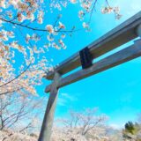 DSC 2573 160x160 - 混在していない 桜が美しい神社(西日本)