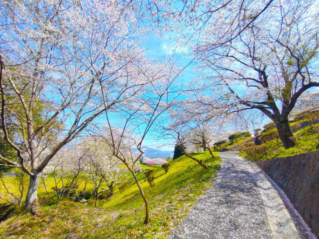 DSC 2589 1024x768 - 混在していない 桜が美しい神社(西日本)