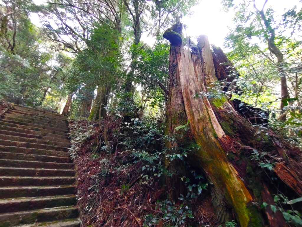 DSC 2617 1024x768 - 白鳥神社【宮崎県】