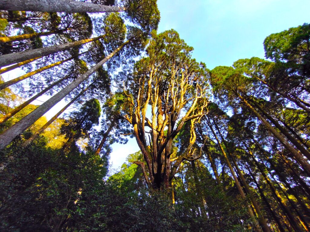 DSC 2653 2 1024x768 - Kirishima Jingu Shrine [Kagoshima]