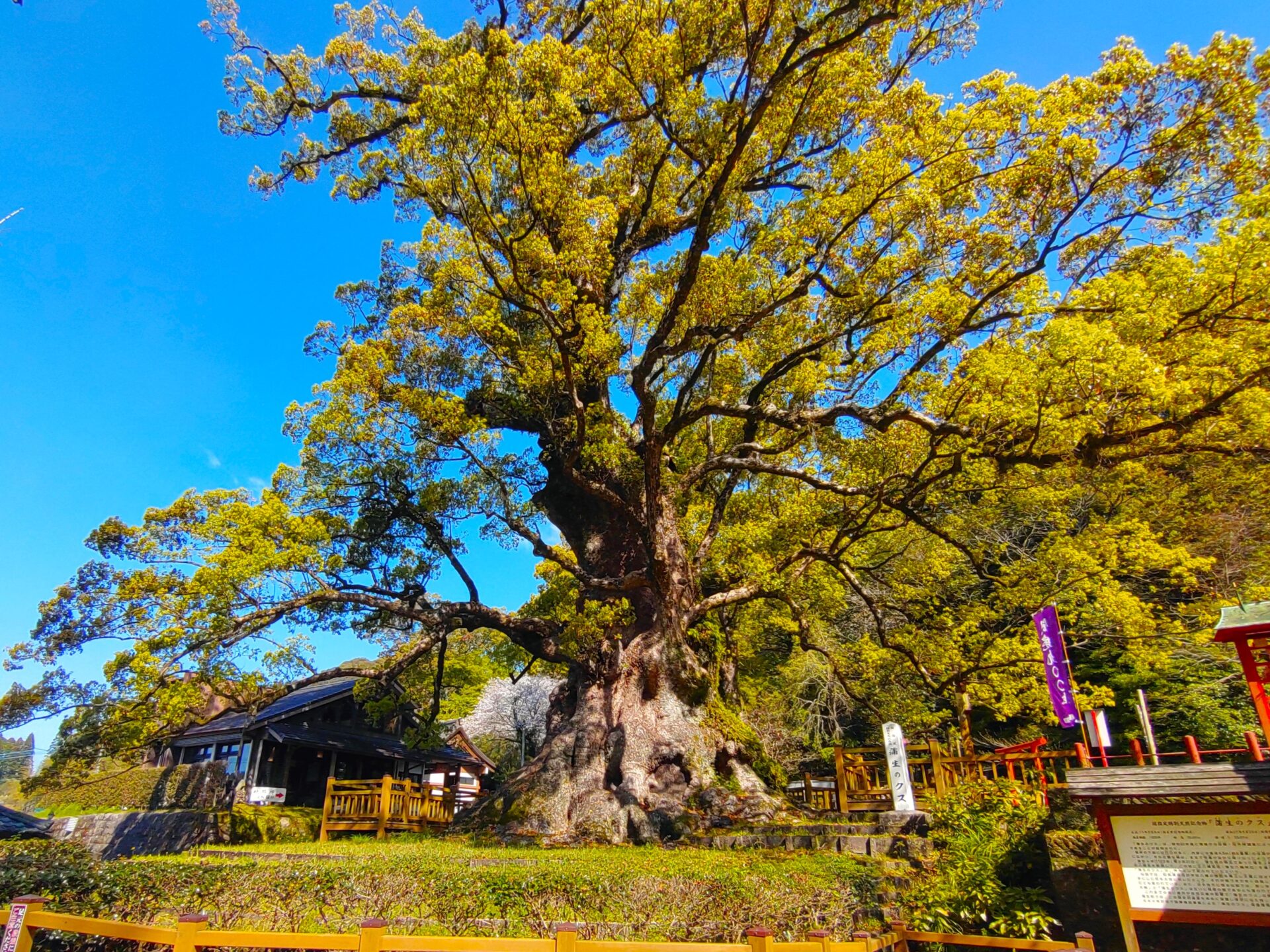 蒲生八幡神社【鹿児島県】 | 日本の神社仏閣めぐり (Shrine 蒲生八幡神社【鹿児島県】 | 日本の神社仏閣めぐり (Shrine