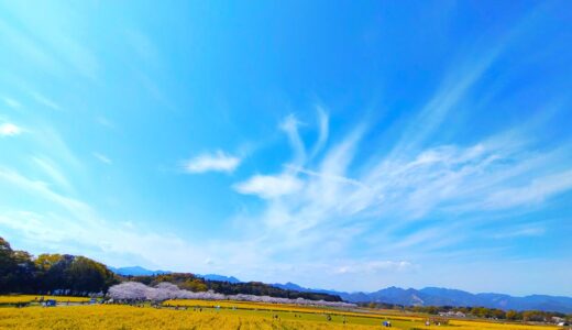 DSC 2905 2 520x300 - トップページ用の固定ページ-日本語
