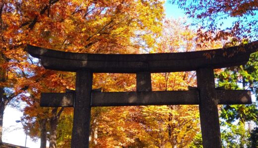 DSC 3013 520x300 - 旧古河庭園【東京都】