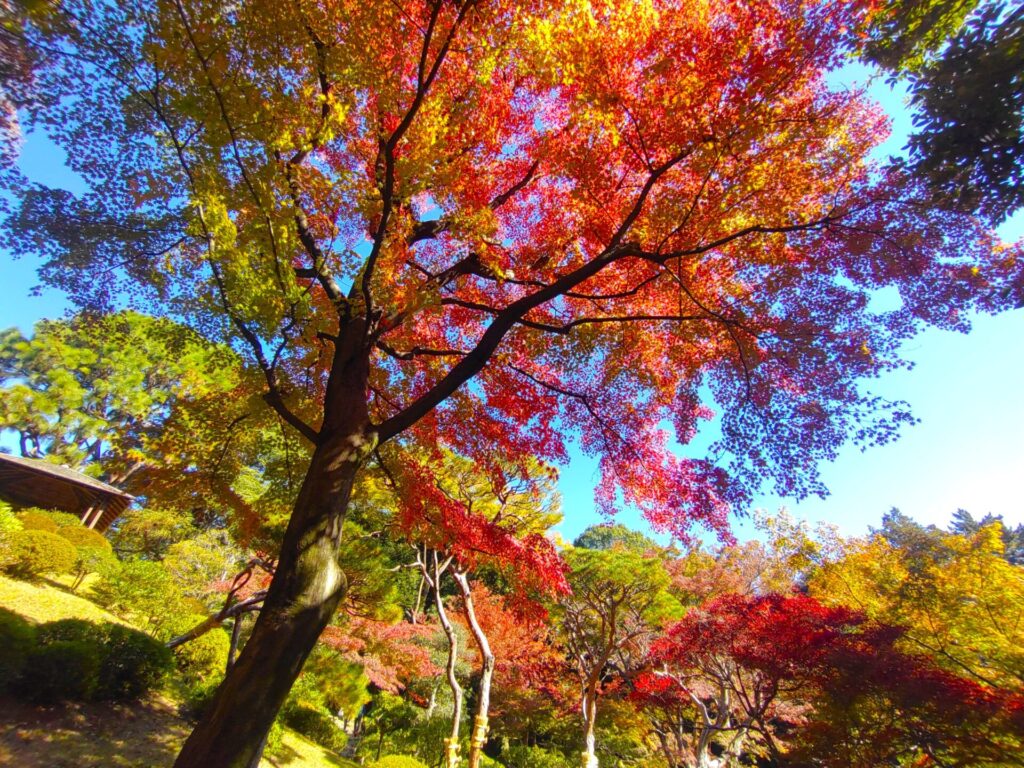 DSC 3025 1024x768 - 旧古河庭園【東京都】