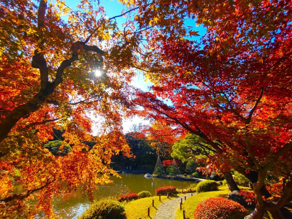 DSC 3042 1 1024x768 - 旧古河庭園【東京都】