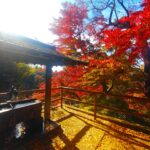 東京大仏(乗蓮寺)と板橋区立赤塚植物園【東京都】 DSC 3084 150x150 - 東京大仏(乗蓮寺)と板橋区立赤塚植物園【東京都】
