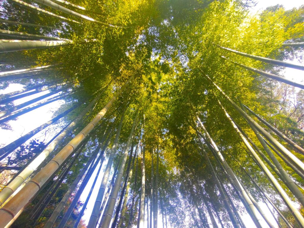 等々力不動尊・等々力渓谷【東京都】 DSC 3130 1024x768 - 等々力不動尊・等々力渓谷【東京都】
