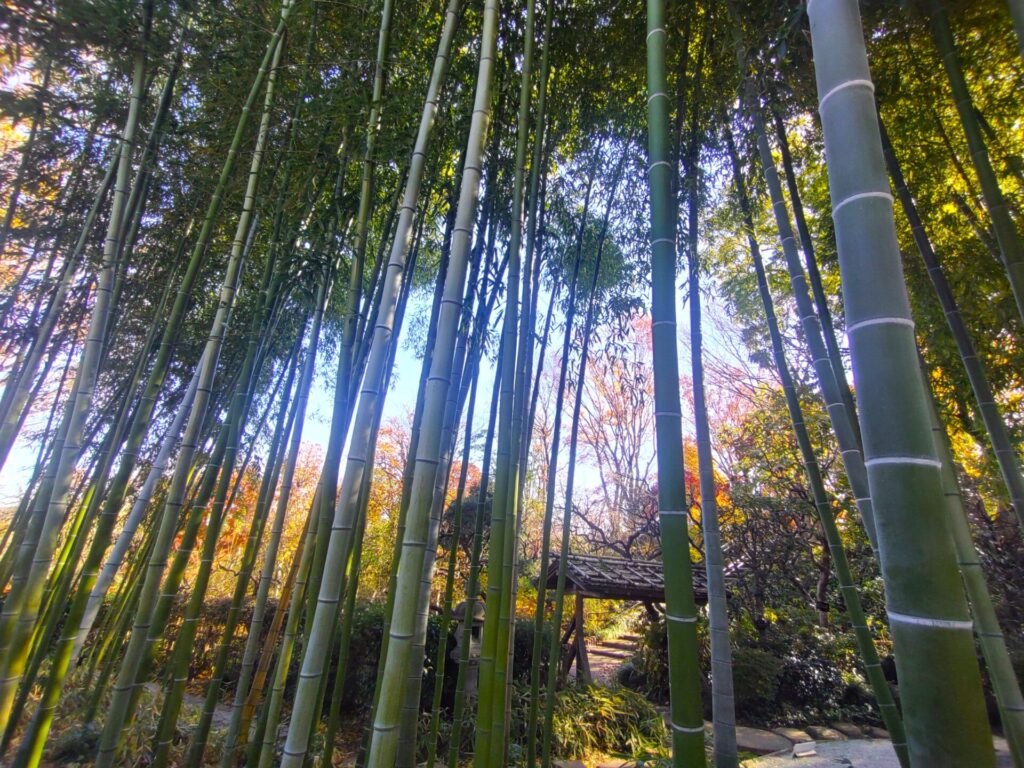 東京大仏(乗蓮寺)と板橋区立赤塚植物園【東京都】 DSC 3219 1024x768 - 東京大仏(乗蓮寺)と板橋区立赤塚植物園【東京都】