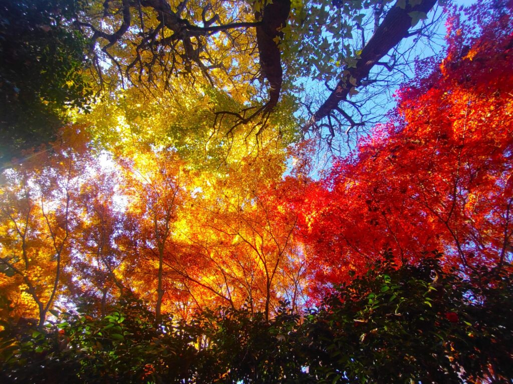 東京大仏(乗蓮寺)と板橋区立赤塚植物園【東京都】 DSC 3223 1024x768 - 東京大仏(乗蓮寺)と板橋区立赤塚植物園【東京都】