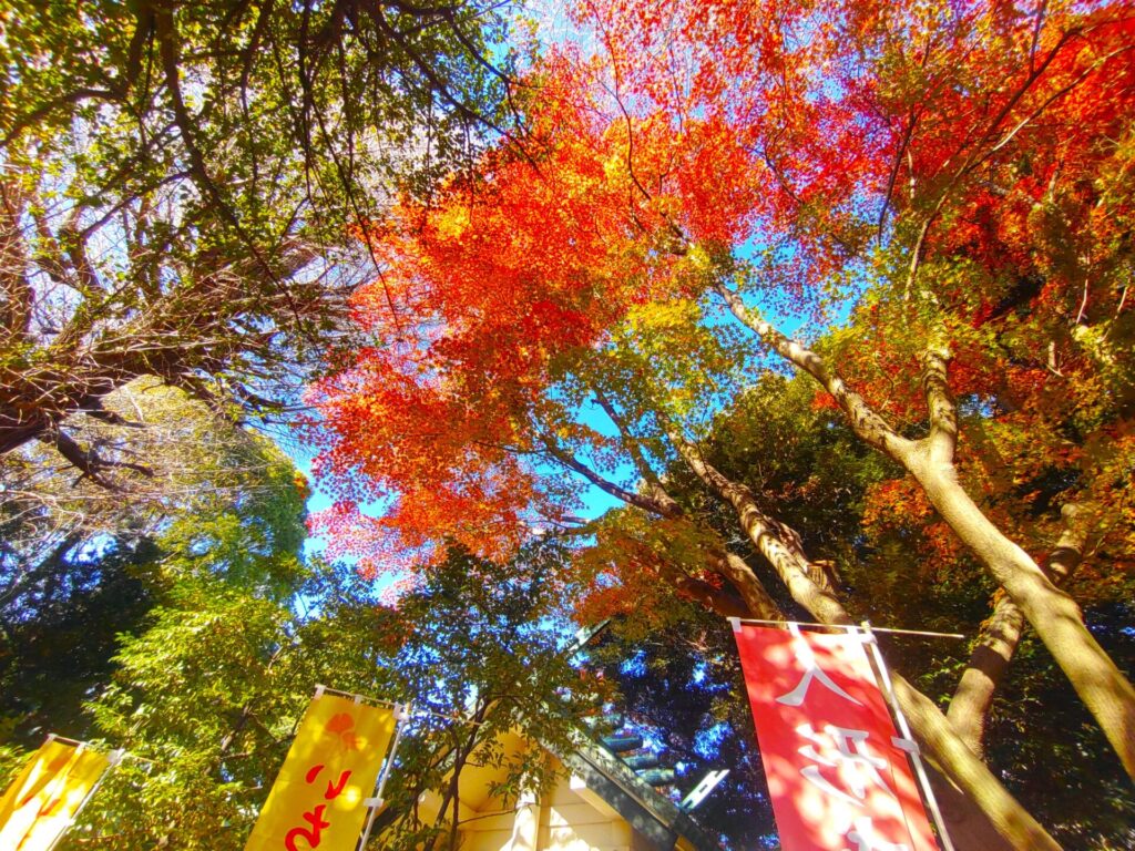 駒込天祖神社と駒込富士神社【東京都】 DSC 3312 1024x768 - 駒込天祖神社と駒込富士神社【東京都】