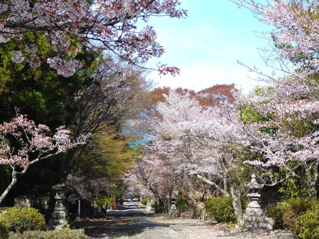 DSC 3361 1024x768 - 混在していない 桜が美しい神社(西日本)
