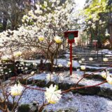 DSC 3379 160x160 - 混在していない 桜が美しい神社(西日本)