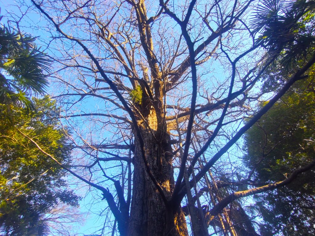 DSC 3475 1024x768 - 王子神社【東京都】