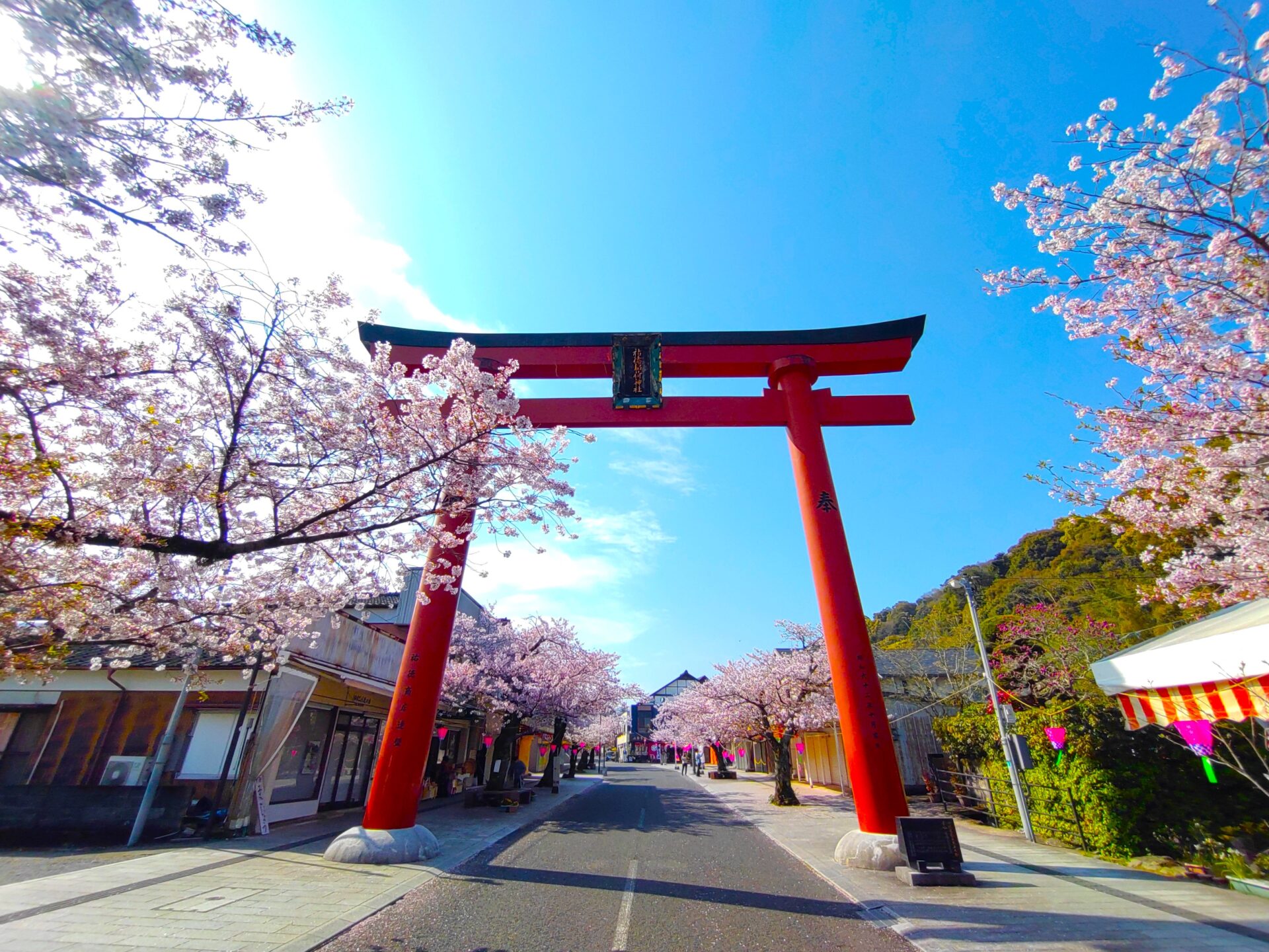 not-mixed-shrines-with-beautiful-cherry-blossoms-western-japan-tour