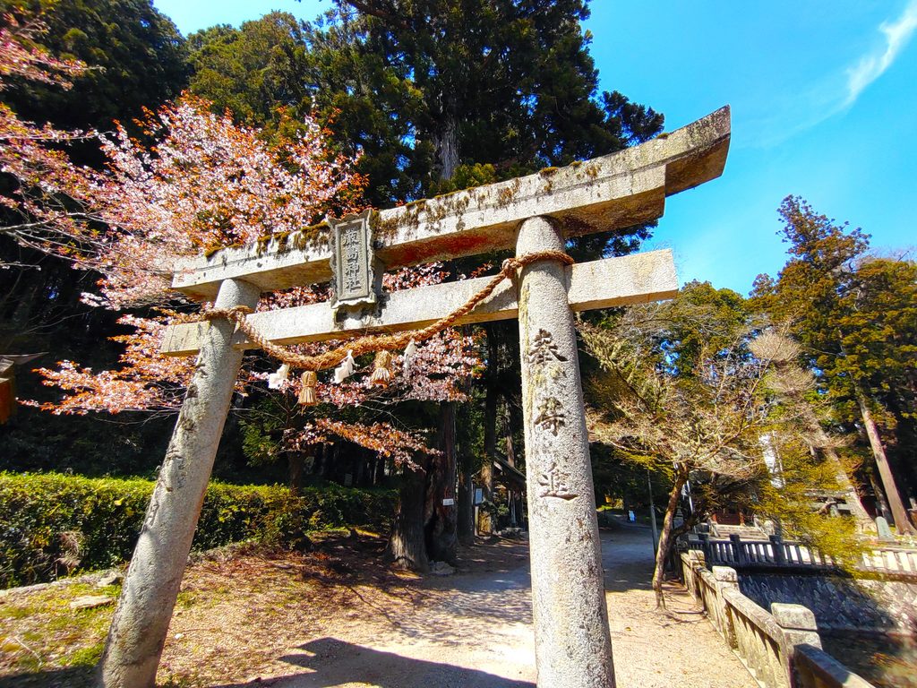 山口県美祢市 別府厳島神社の鳥居と桜