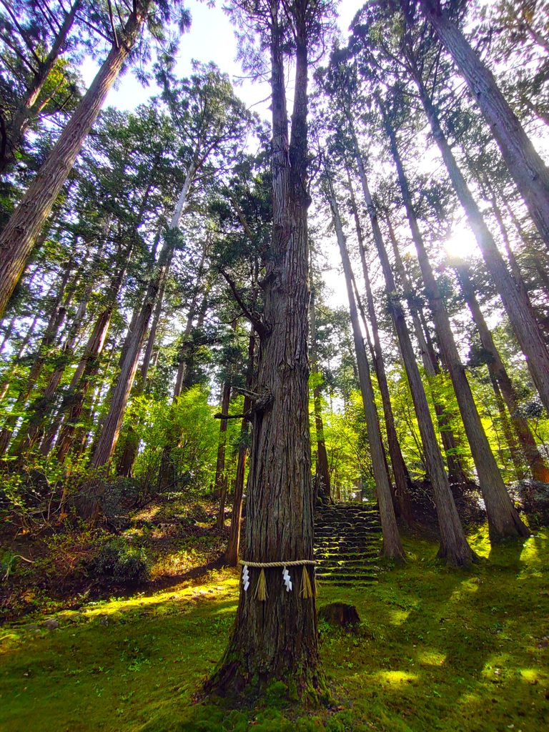平泉寺白山神社【福井県】 DSC 5150 768x1024 1 - 平泉寺白山神社【福井県】