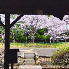 Atago Jinja Shrine [Tokyo] | Tour of Japanese shrines and temples